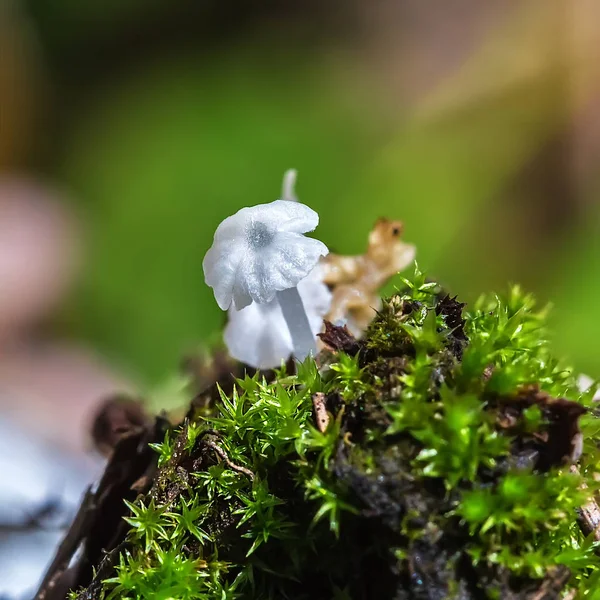 Délicatule Petite Lat Delicatula Integrella Gros Plan Sur Les Champignons — Photo