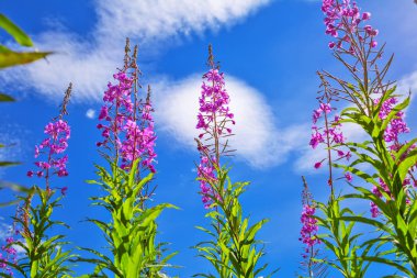 Vahşi şifalı bitkiler - Epilobium angustifolium (lat. Epilobium). Çim doğal ortamlarında çiçeklenme sırasında willowherb aile (Onagraceae) biridir. Sibirya, Rusya Federasyonu