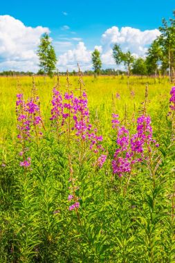 Vahşi şifalı bitkiler - Epilobium angustifolium (lat. Epilobium). Çim doğal ortamlarında çiçeklenme sırasında willowherb aile (Onagraceae) biridir. Sibirya, Rusya Federasyonu
