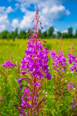 Vahşi şifalı bitkiler - Epilobium angustifolium (lat. Epilobium). Çim doğal ortamlarında çiçeklenme sırasında willowherb aile (Onagraceae) biridir. Sibirya, Rusya Federasyonu