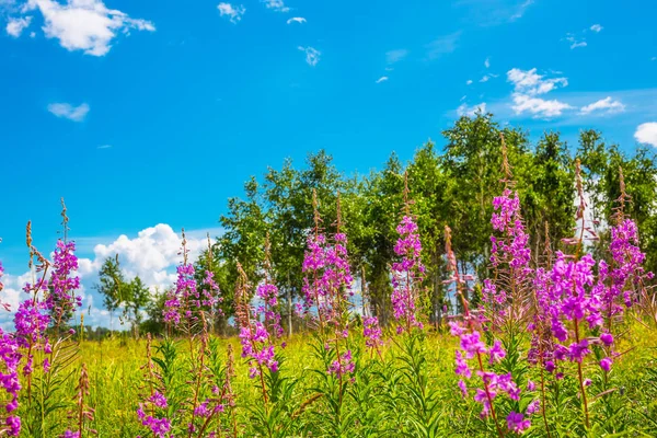 Wild Geneeskrachtige Planten Epilobium Angustifolium Lat Epilobium Grass Behoort Tot — Stockfoto