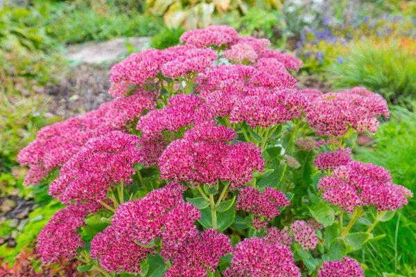 Planta Decorativa Jardín Sedum Prominente Lat Sedum Spectabile Floración Otoñal — Foto de Stock