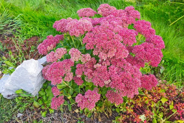 Planta Decorativa Jardín Sedum Prominente Lat Sedum Spectabile Floración Otoñal —  Fotos de Stock