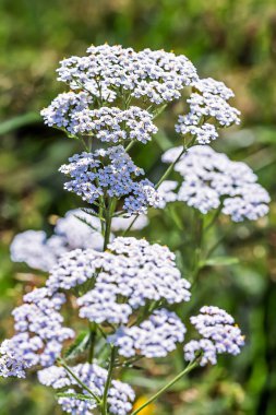 Bitki Yarrow sıradan (Achillea millefolium )