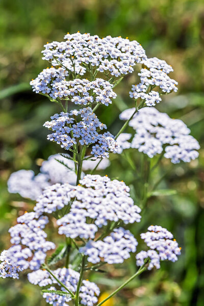 Plant Yarrow ordinary (Achillea millefolium )