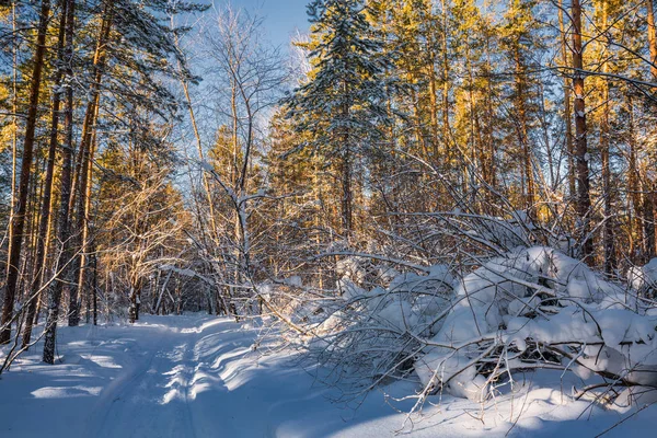 Paisaje invernal. Siberia Occidental, Rusia — Foto de Stock