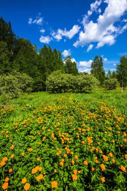 Sibirya doğası, çiçek açan Asya Globe çiçekli bahar manzarası (Trollius asiaticus L). Batı Sibirya, Novosibirsk bölgesi, olabilir