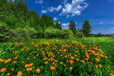 Sibirya doğası, çiçek açan Asya Globe çiçekli bahar manzarası (Trollius asiaticus L). Batı Sibirya, Novosibirsk bölgesi, olabilir