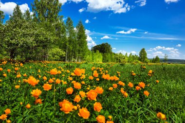 Sibirya doğası, çiçek açan Asya Globe çiçekli bahar manzarası (Trollius asiaticus L). Batı Sibirya, Novosibirsk bölgesi, olabilir