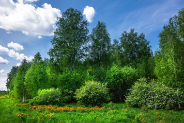 Sibirya doğası, çiçek açan Asya Globe çiçekli bahar manzarası (Trollius asiaticus L). Batı Sibirya, Novosibirsk bölgesi, olabilir