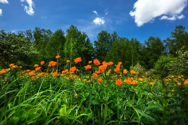 Naturaleza Siberiana Paisaje Primaveral Con Una Floreciente Flor Globo Asiático — Foto de Stock
