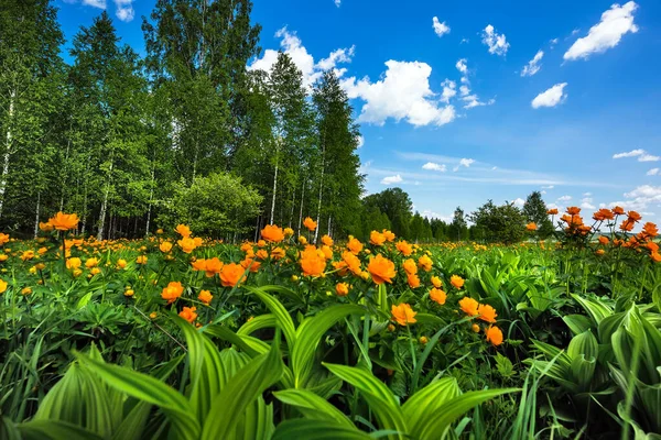 Sibiřská Příroda Jarní Krajina Kvetoucím Asijským Glóbem Trollius Asijský Západní — Stock fotografie