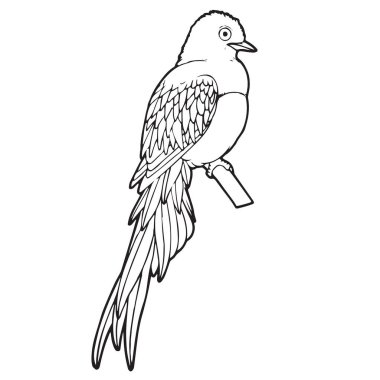 Sevimli çizgi kuş çocuk için beyaz arka plan üzerinde yazdırır, t-shirt, renkli kitap, çocuklar için eğlenceli ve samimi karakter