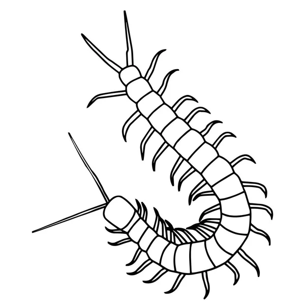 Lindo Ciempiés Dibujos Animados Sobre Fondo Blanco Para Estampados Infantiles — Archivo Imágenes Vectoriales