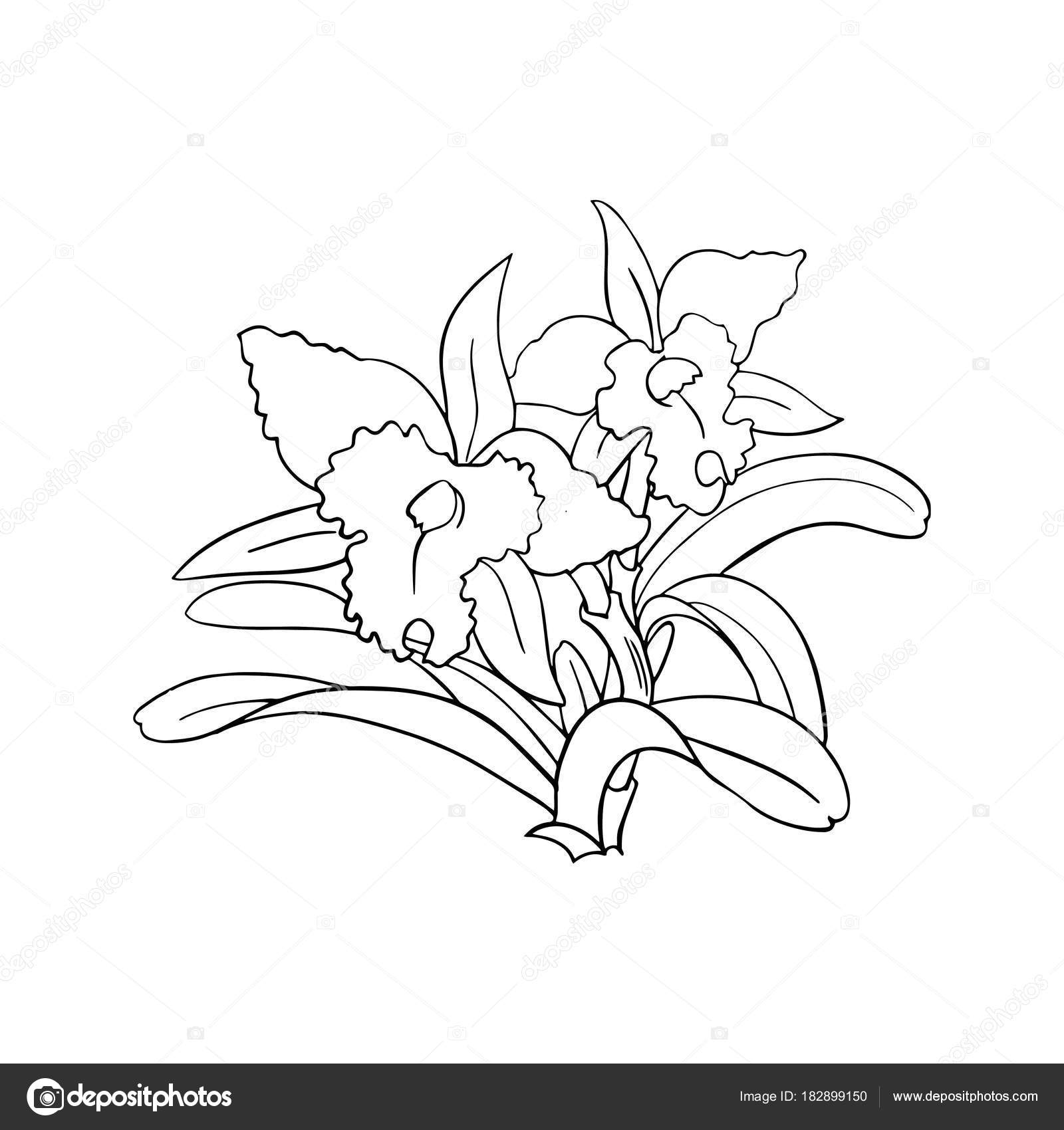 Estampes Fleur Dessin Animé Mignon Sur Fond Blanc Pour