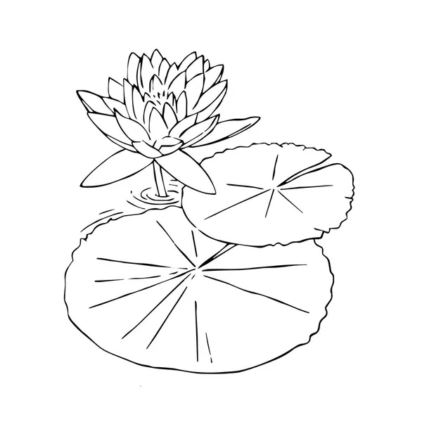 Sevimli çizgi lotus çocuk için beyaz arka plan üzerinde yazdırır, t-shirt, renkli kitap, çocuklar için eğlenceli ve samimi karakter