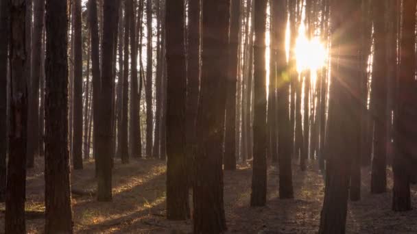 Pinhal com o último do sol brilhando através das árvores timelapse . — Vídeo de Stock