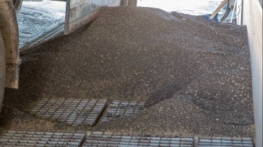 Ayçiçeği tohumları asansör saatine göre ızgaradan aşağı iniyor. Elektrik değirmeni makineleri ve tohum üretimi için asansör. Tahıl ekipmanı.