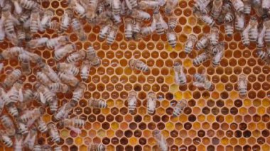 Arılar arı kovanında bal hücreleri üzerinde çalışıyorlar