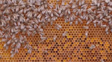 Arılar arı kovanında bal hücreleri üzerinde çalışıyorlar
