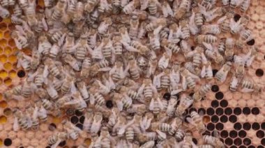 Arılar arı kovanında bal hücreleri üzerinde çalışıyorlar