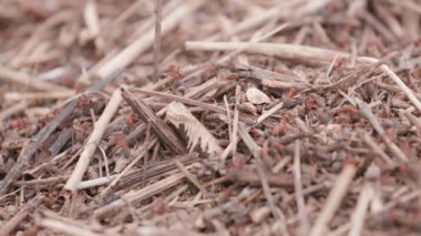 Ormandaki karınca tepesinde karınca var. Yaklaş, makro.