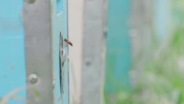 Close up of flying bees inside and outside of entrance. Wooden beehive and bees. — Stock Video