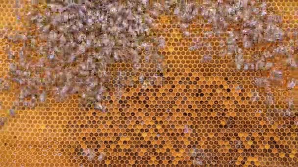 Les abeilles travaillent sur les cellules du miel dans le timelapse de la ruche — Video