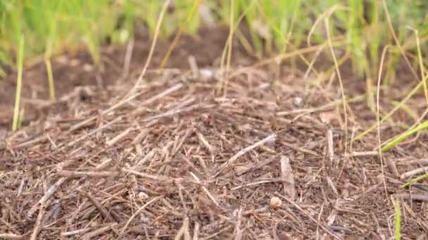 Fourmis sur la colline des fourmis dans les bois gros plan timelapse, macro — Video