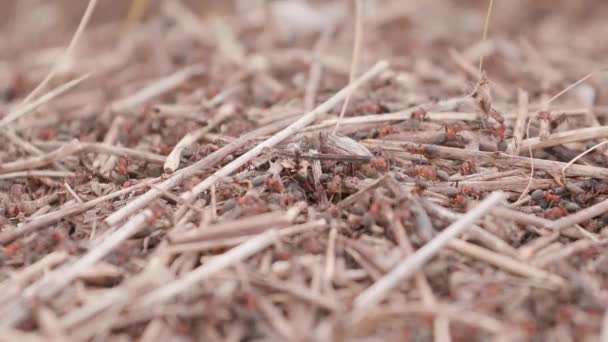 Ants on the ant hill in the woods closeup, macro — Stock Video