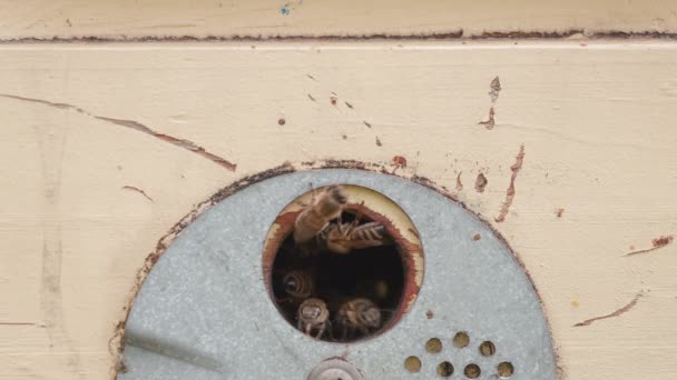 Κοντινό πλάνο ιπτάμενων μελισσών μέσα και έξω από την είσοδο. Ξύλινη κυψέλη και μέλισσες. — Αρχείο Βίντεο