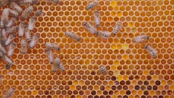 Les abeilles travaillent sur les cellules du miel dans la ruche