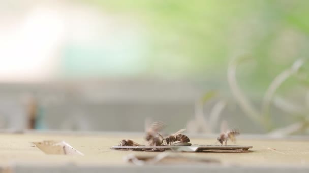 Primo piano delle api volanti dentro e fuori l'ingresso. Alveare e api di legno . — Video Stock