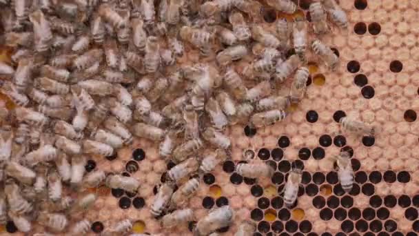 Bienen arbeiten an Honigzellen im Bienenstock — Stockvideo