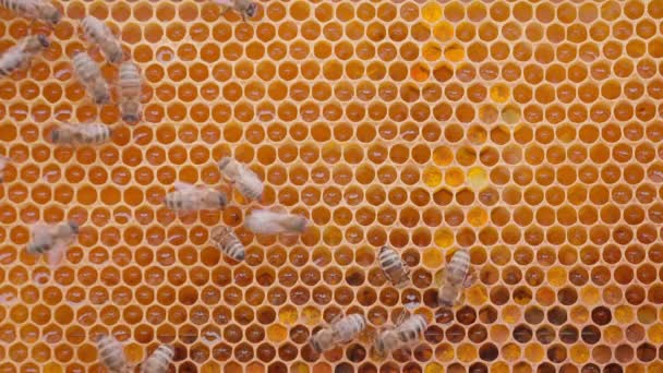 Abejas trabajando en células de miel en colmena — Vídeo de stock