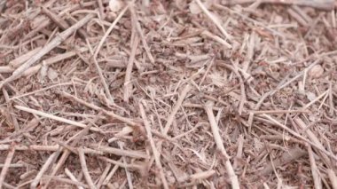 Ormandaki karınca tepesinde karınca var. Yaklaş, makro.