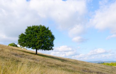Yalnız büyük ağaç dağ manzaralı ve mavi bulutlu gökyüzü sahasının
