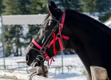 Siyah at başı kırmızı emniyet kemeri ile kış zamanında yan görünüm