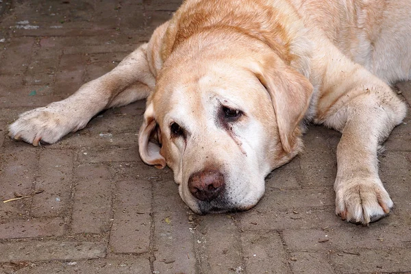 Trött hund på gatan — Stockfoto