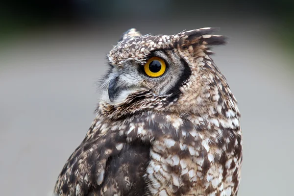 Beautiful grey owl — Stock Photo, Image