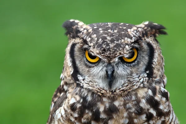 Beautiful grey owl — Stock Photo, Image