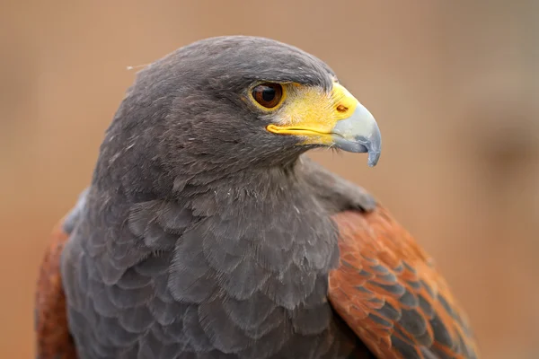 Arrabbiato aquila grigia sulla natura — Foto Stock