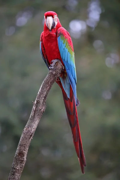 Loro de color en el parque — Foto de Stock