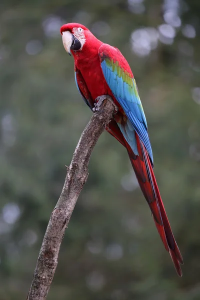 Papagaio colorido no parque — Fotografia de Stock