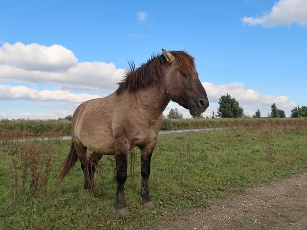 Young konik horse — Stock Photo, Image