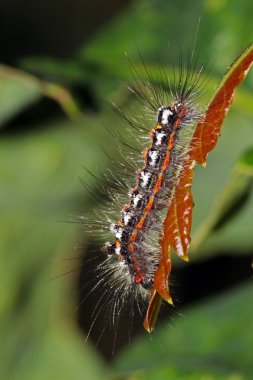 yaprak üzerinde oturan tırtıl
