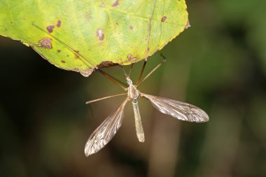 Crane-fly sitting on leaf clipart