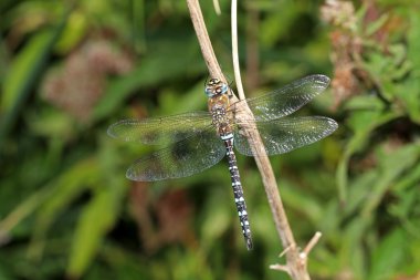 dal üzerinde oturan yusufçuk