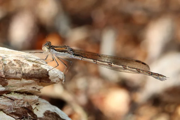 Dragonfly zittend op tak — Stockfoto