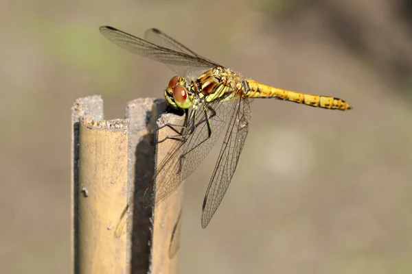 Dragonfly sitter på planka — Stockfoto